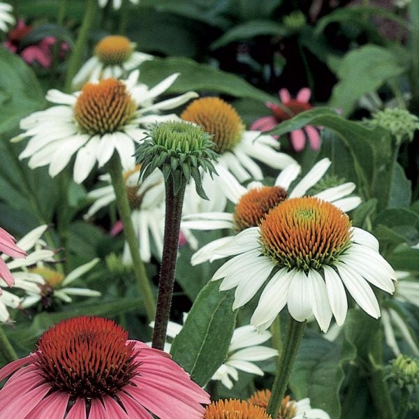  Echinacea Purpurea 'White Swan'