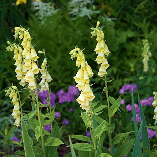  Digitalis Grandiflora