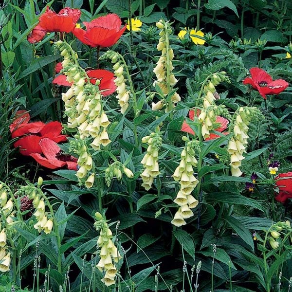  Digitalis Grandiflora