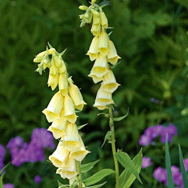  Digitalis Grandiflora