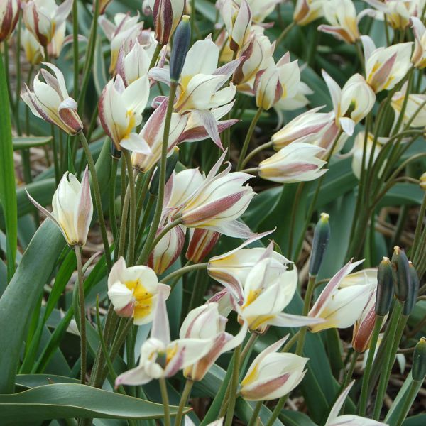  Tulip Turkestanica