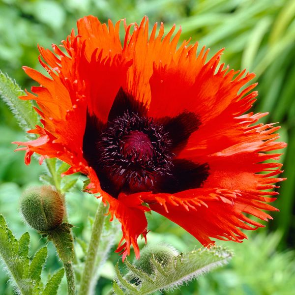  Papaver Orientale 'Curlilocks'