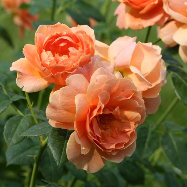  Rose At Last®
