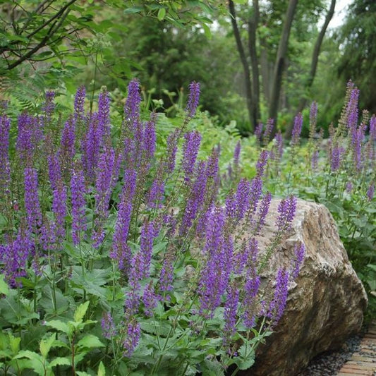  Salvia X Sylvestris 'May Night'