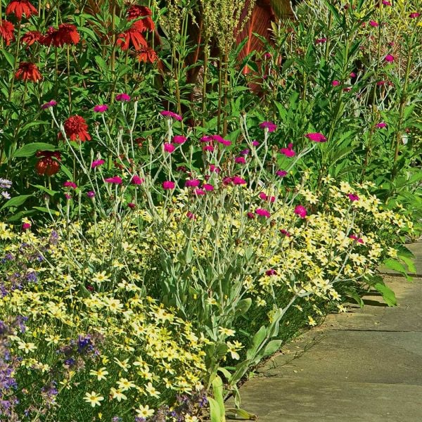  Coreopsis Verticillata 'Moonbeam'