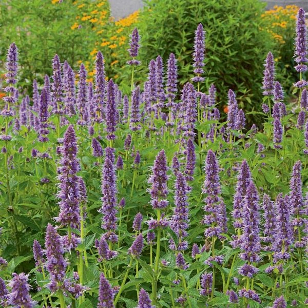  Agastache 'Blue Fortune' 