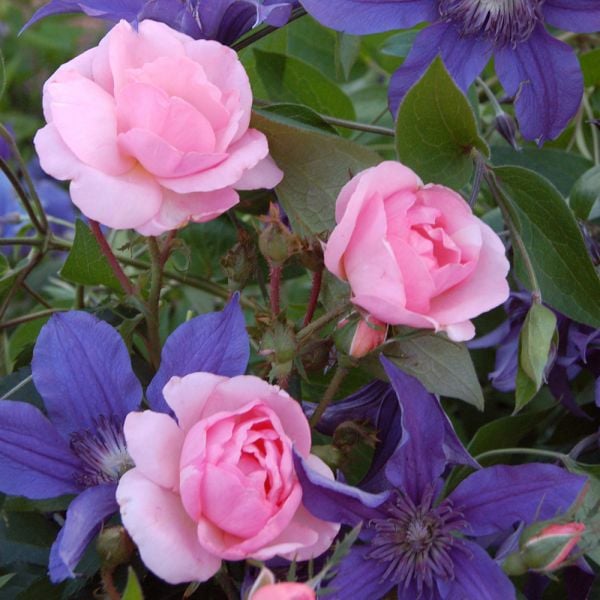  Rose Peachy Knock Out®
