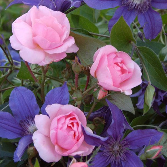  Rose Peachy Knock Out®