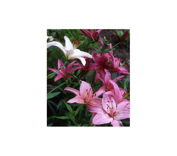  Strawberries & Cream Lilium Mix