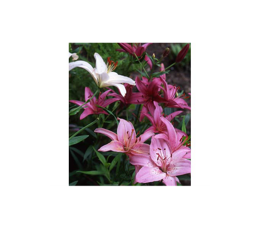  Strawberries & Cream Lilium Mix