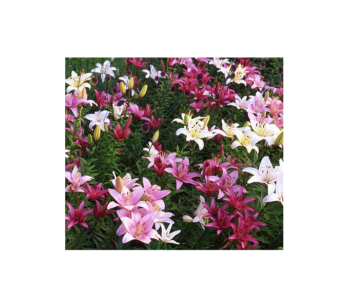  Strawberries & Cream Lilium Mix