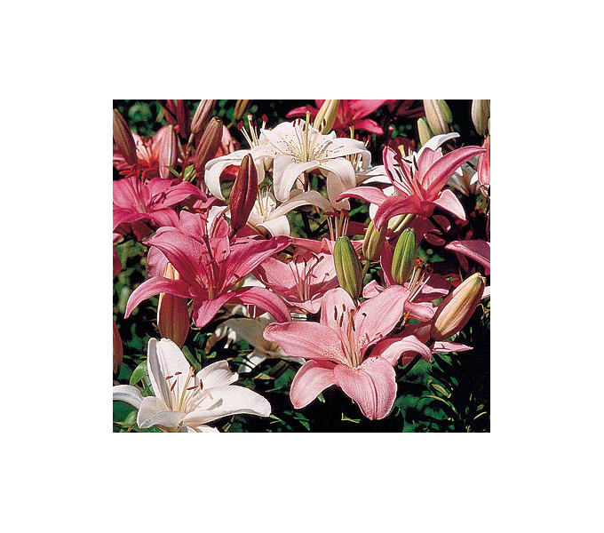 Strawberries & Cream Lilium Mix