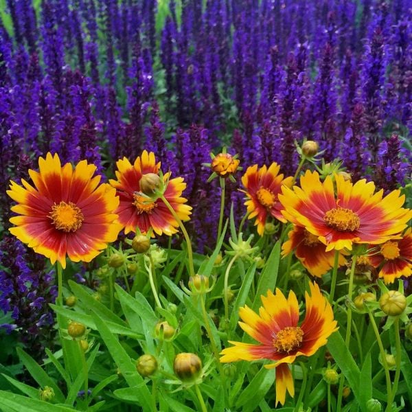  Coreopsis UpTick™ Gold & Bronze