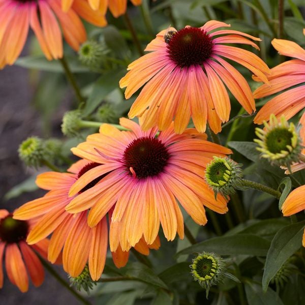  Echinacea Purpurea Butterfly™ Rainbow Marcella