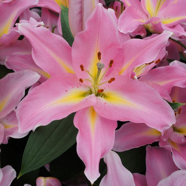  Lilium 'Graceland'
