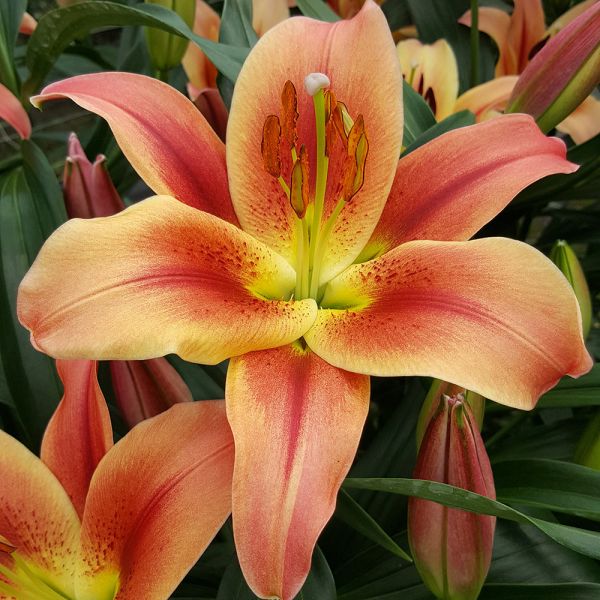  Lilium 'Montego Bay'