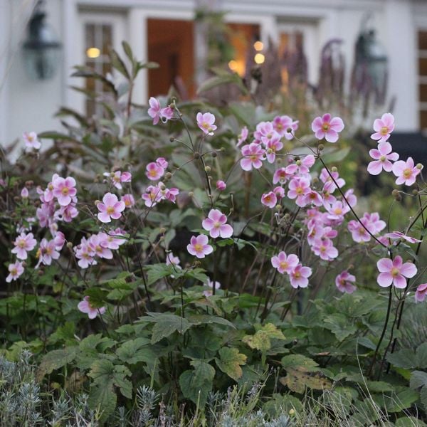 Anemone X Hybrida 'Robustissima'