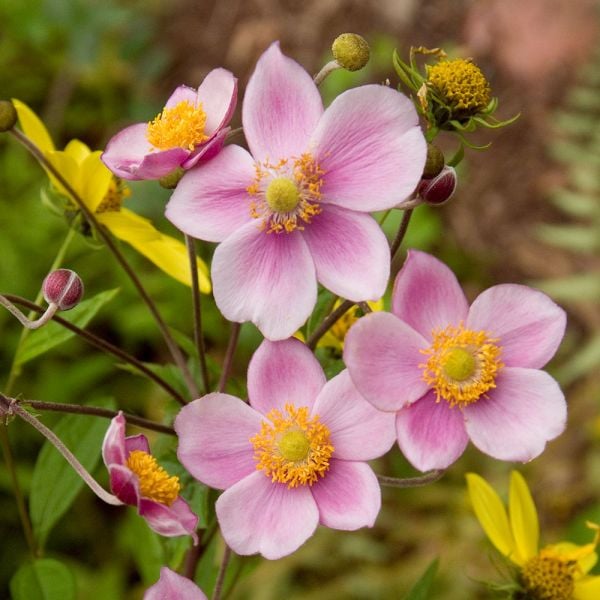  Anemone X Hybrida 'Robustissima'