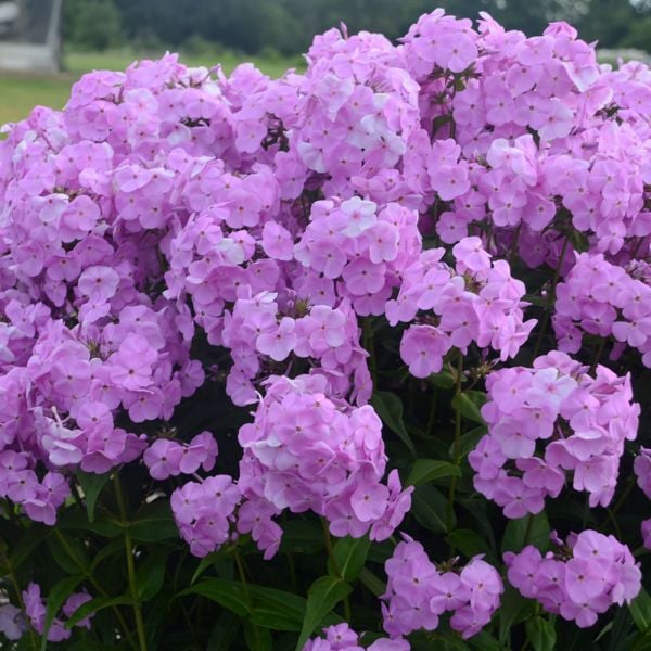  Sustained Splendor Rose & Perennial Garden