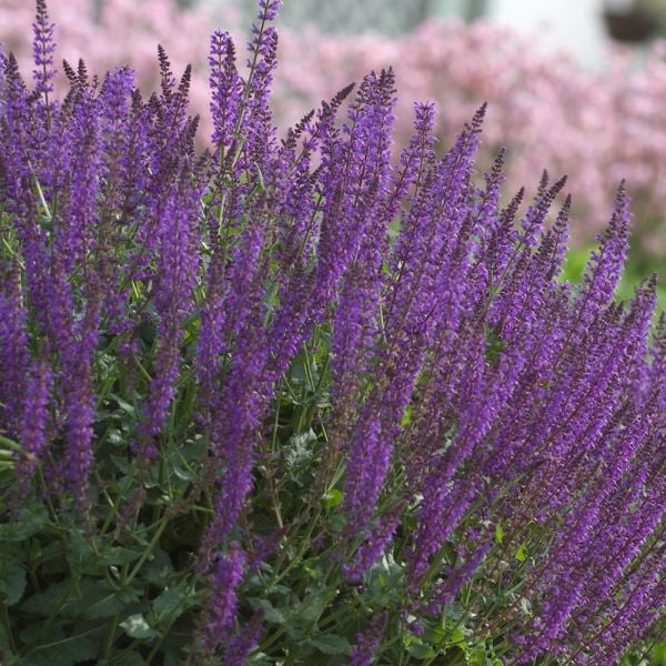  Salvia X Sylvestris 'May Night'