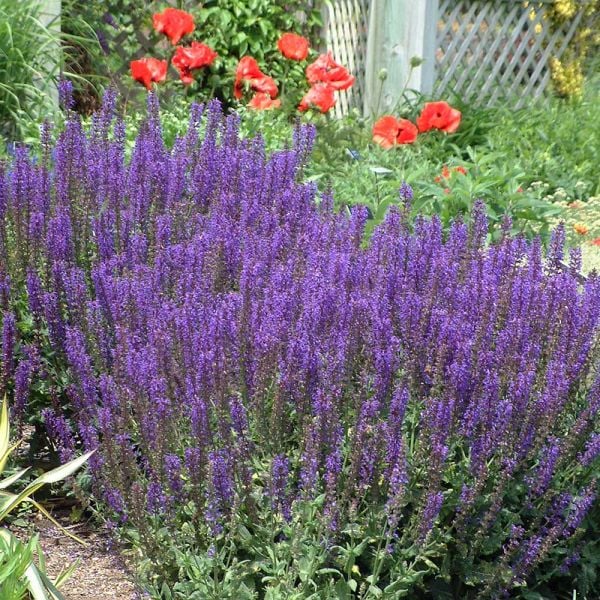  Salvia X Sylvestris 'May Night'