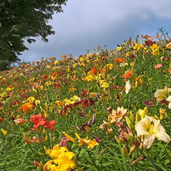  Collaboration For Sun For The South - Daffodils & Daylilies