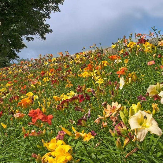  Collaboration For Sun For The South - Daffodils & Daylilies