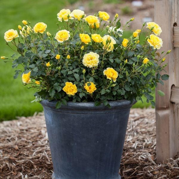  Rose Easy Elegance® Yellow Submarine