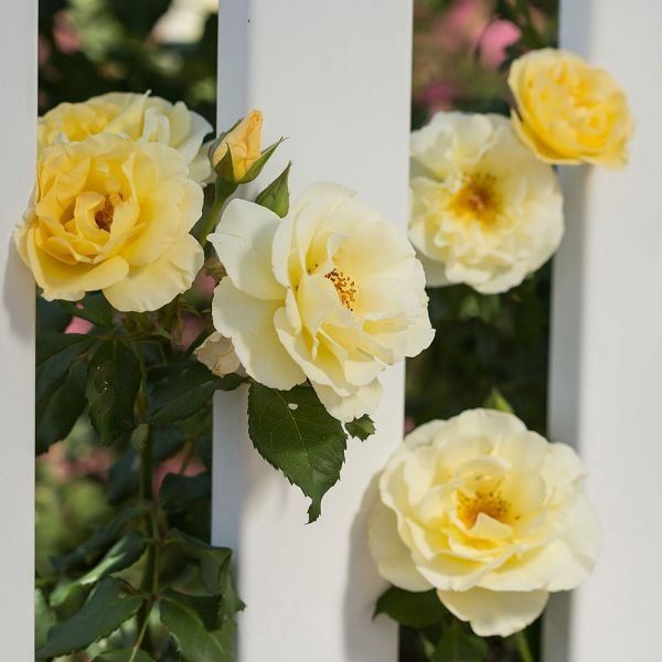  Rose Easy Elegance® Yellow Submarine