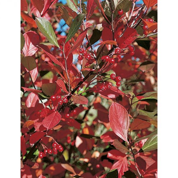  Aronia Arbutifolia 'Brilliantissima'