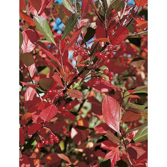  Aronia Arbutifolia 'Brilliantissima'