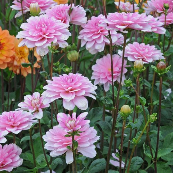  Dahlia 'Pink Perception'