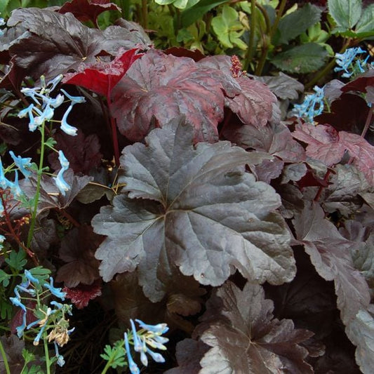  Heuchera 'Obsidian'