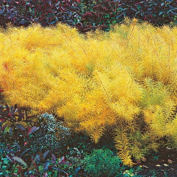  Amsonia Hubrichtii