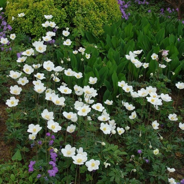  Anemone Sylvestris