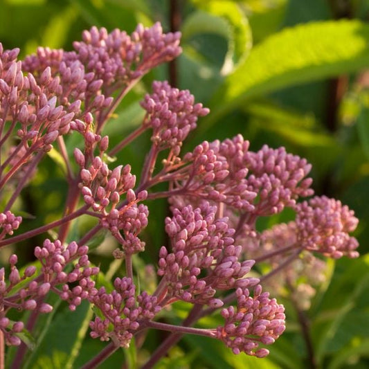  Eupatorium Dubium 'Baby Joe'