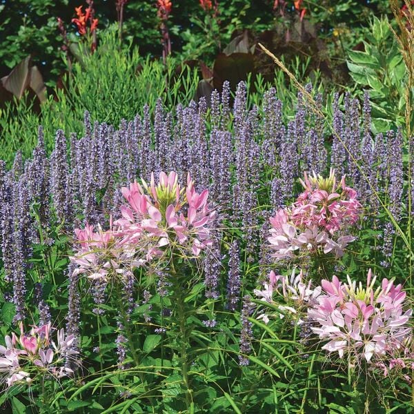  Agastache 'Blue Fortune' 