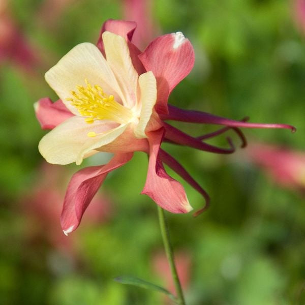  Aquilegia 'Swan Pink And Yellow'