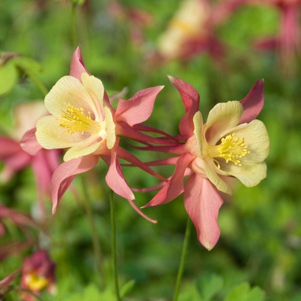  Aquilegia 'Swan Pink And Yellow'