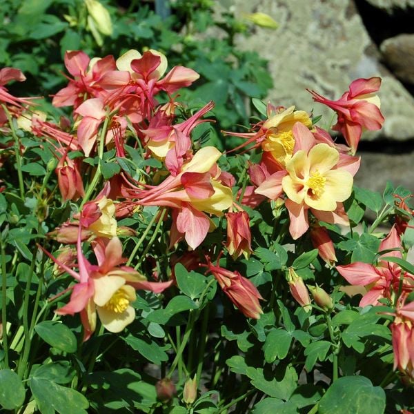  Aquilegia 'Swan Pink And Yellow'