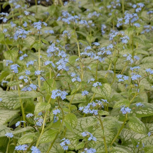  Brunnera Macrophylla 'Jack Frost'