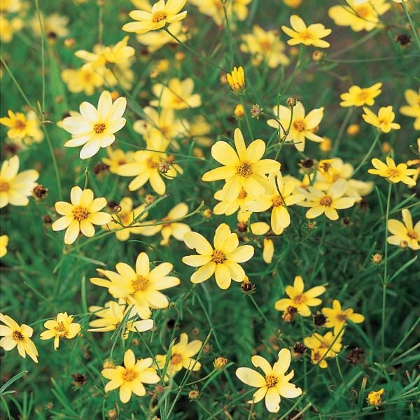  Coreopsis Verticillata 'Moonbeam'