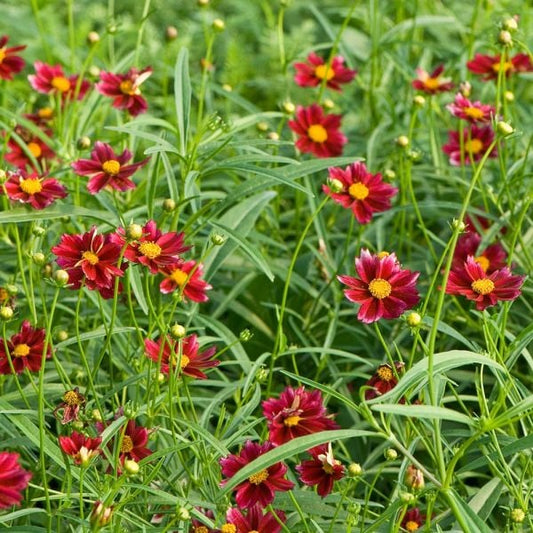  Coreopsis Big Bang™ 'Mercury Rising'