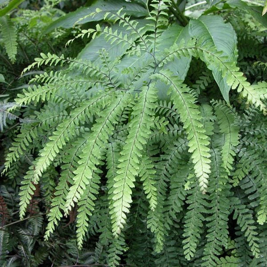  Adiantum Pedatum - Maidenhair Fern