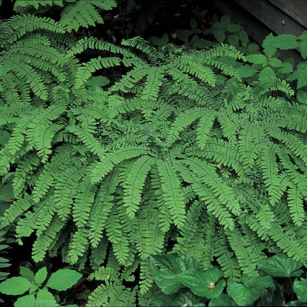  Adiantum Pedatum - Maidenhair Fern