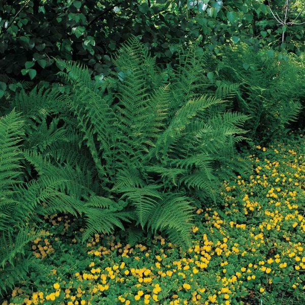  Athyrium Filix-femina - Lady Fern