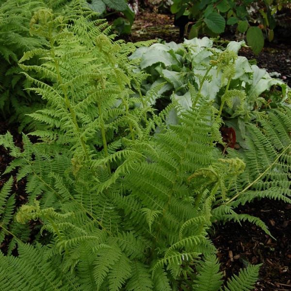  Athyrium Filix-femina - Lady Fern