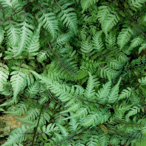  Athyrium Niponicum Var. Pictum - Japanese Painted Fern