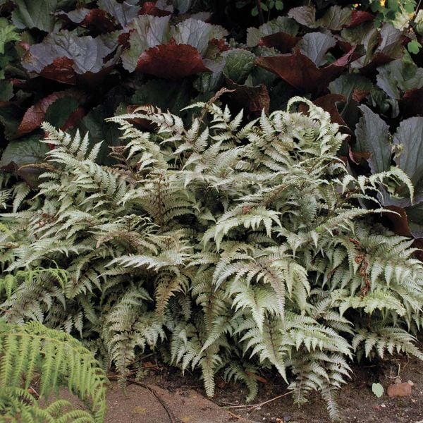  Athyrium Niponicum Var. Pictum - Japanese Painted Fern