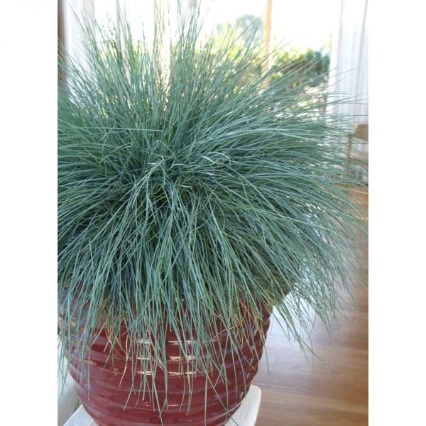  Ornamental Grass: Festuca Glauca Beyond Blue™